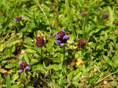 Bloom purple violet
