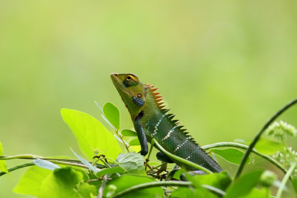 Green wallpaper animal