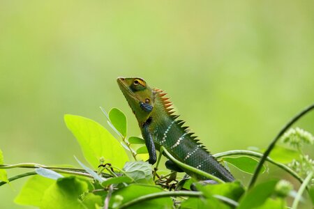 Green wallpaper animal