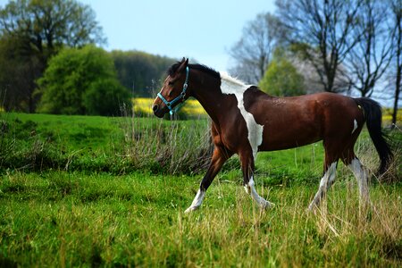 Brown horse pasture land is
