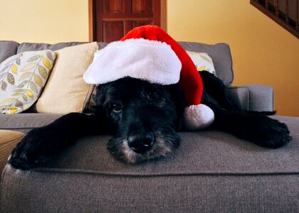Christmas dog xmas holiday