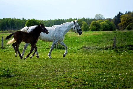 Horses mother mare with źrebakiem photo