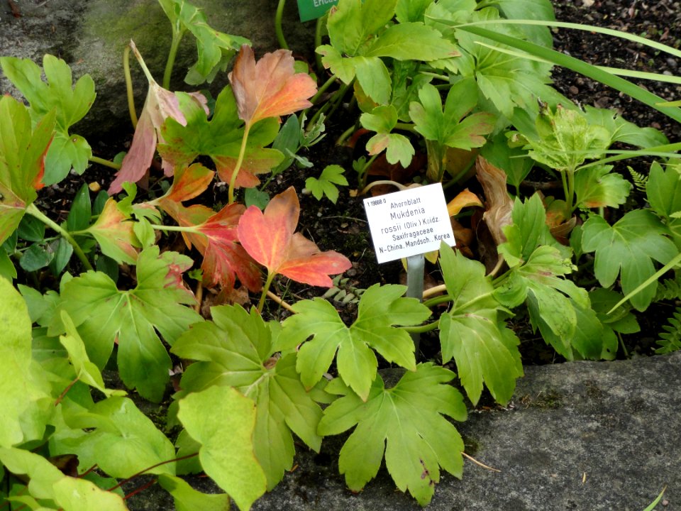 Mukdenia rossii - Palmengarten Frankfurt - DSC02005