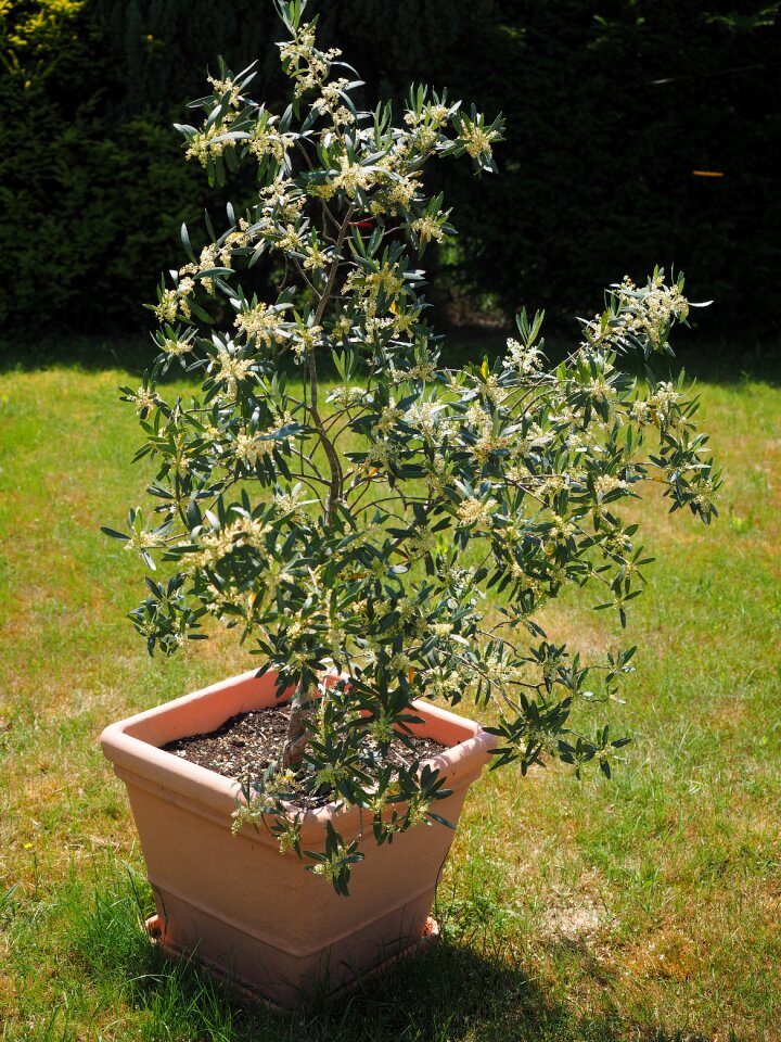 Oblong olive blossoms olea europaea