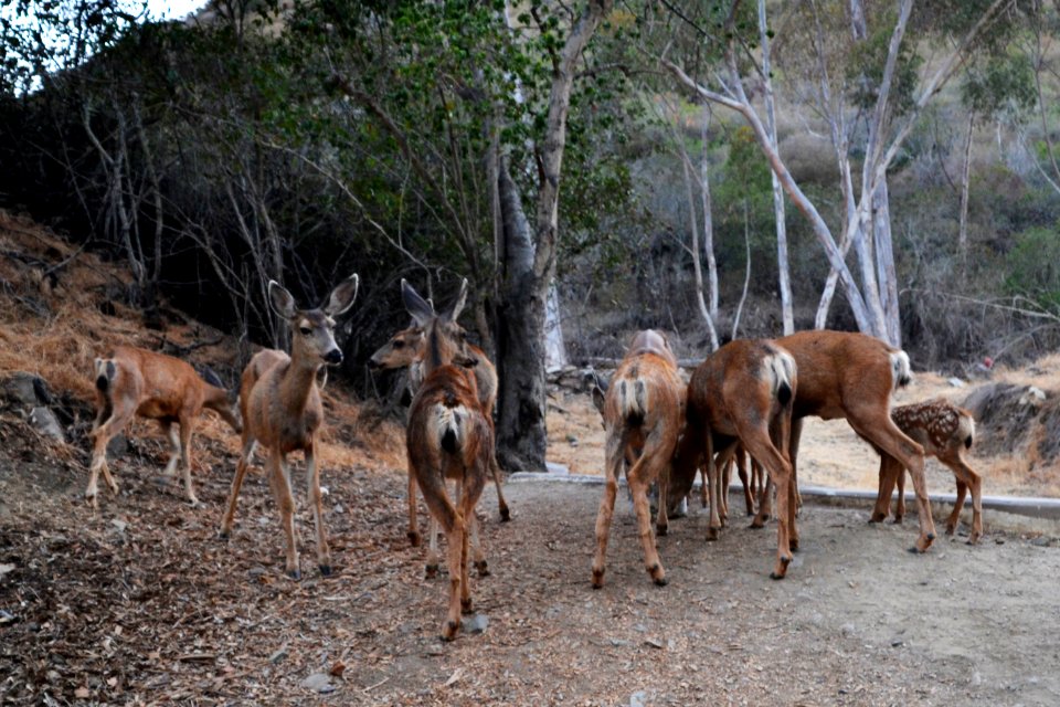 Mule Deer (Odocoileus hemionus) herd