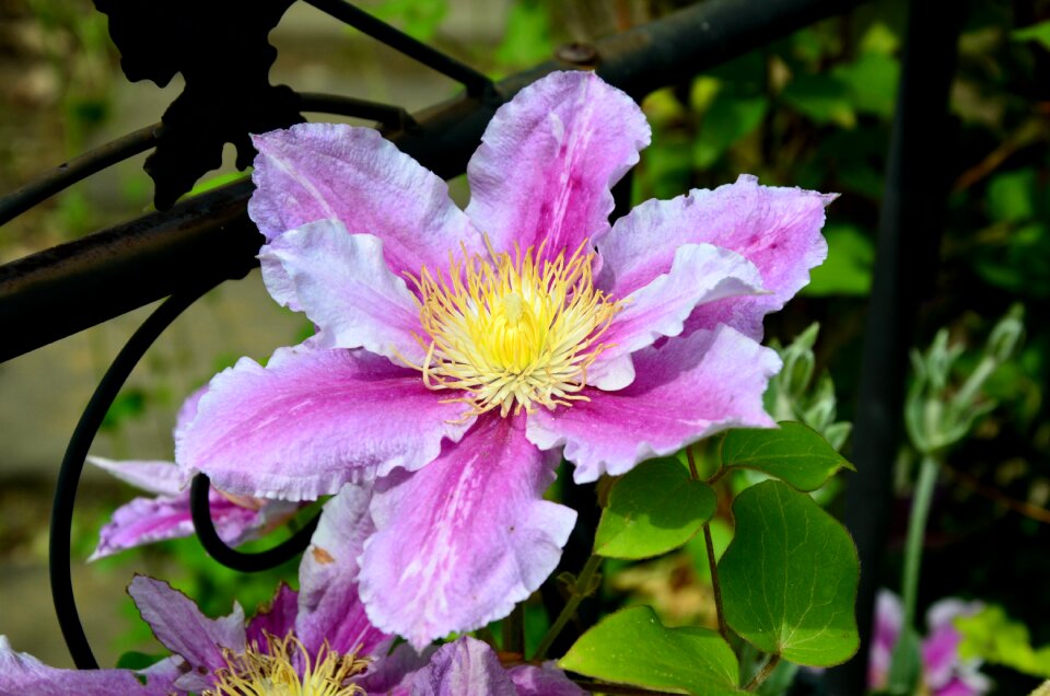 Nature wild flower pink