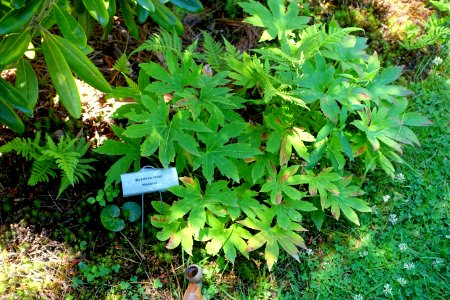Mukdenia rossii - Asticou Azalea Garden - Northeast Harbor, Maine - DSC03628