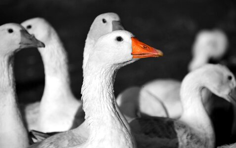 Bird animal single file