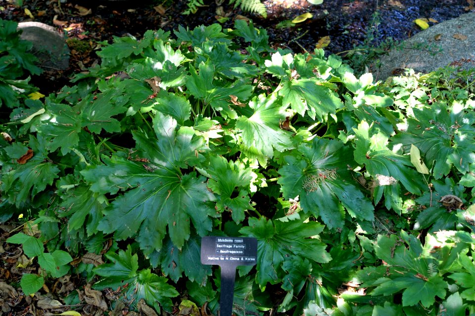 Mukdenia rossii - VanDusen Botanical Garden - Vancouver, BC - DSC07253