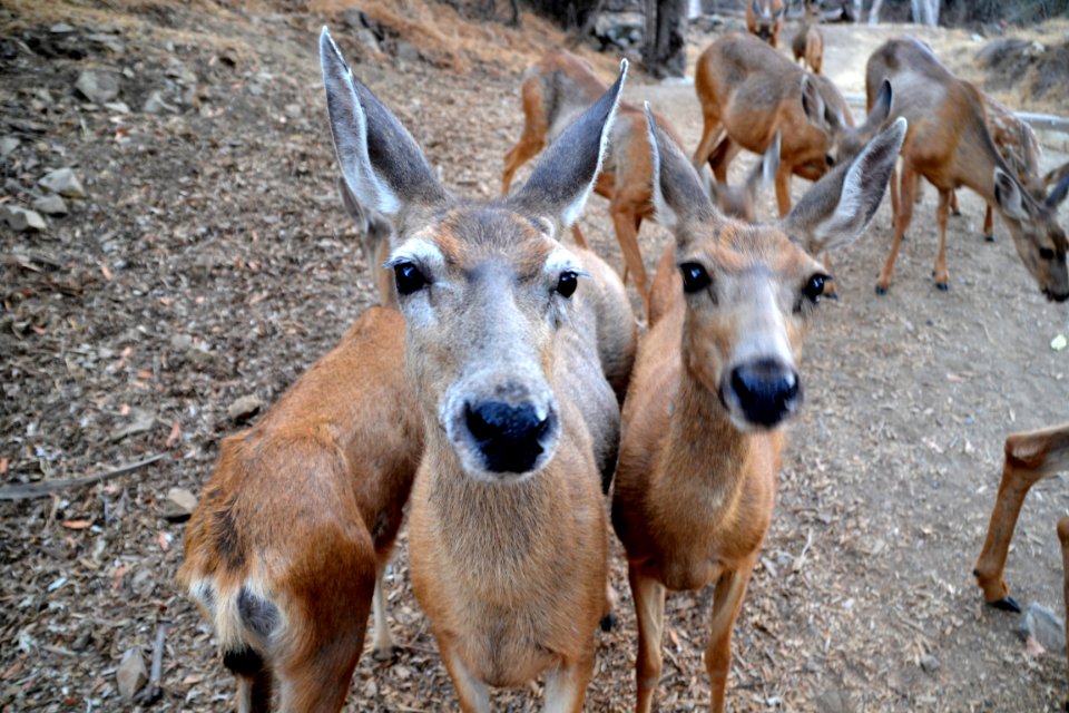 Mule Deer (Odocoileus hemionus) skinny