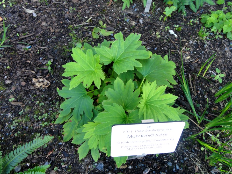 Mukdenia rossii - Botanical Garden in Kaisaniemi, Helsinki - DSC03608