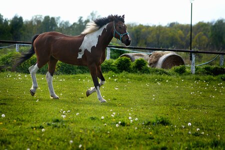 Pasture land walking konik
