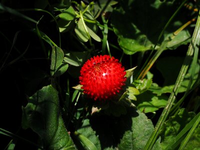 Red indian translucent strawberry potentilla indica