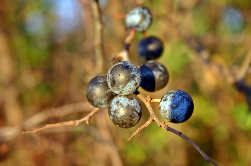 Blue heckendorn fruits