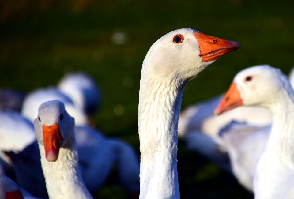 Animal poultry country life