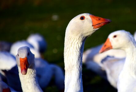 Animal poultry country life