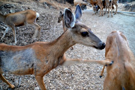 Mule Deer (Odocoileus hemionus) (5)