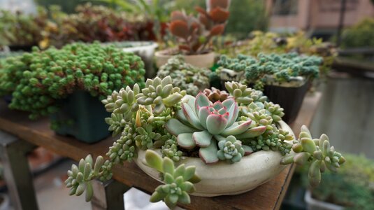 Succulent plants green plants succulent photo