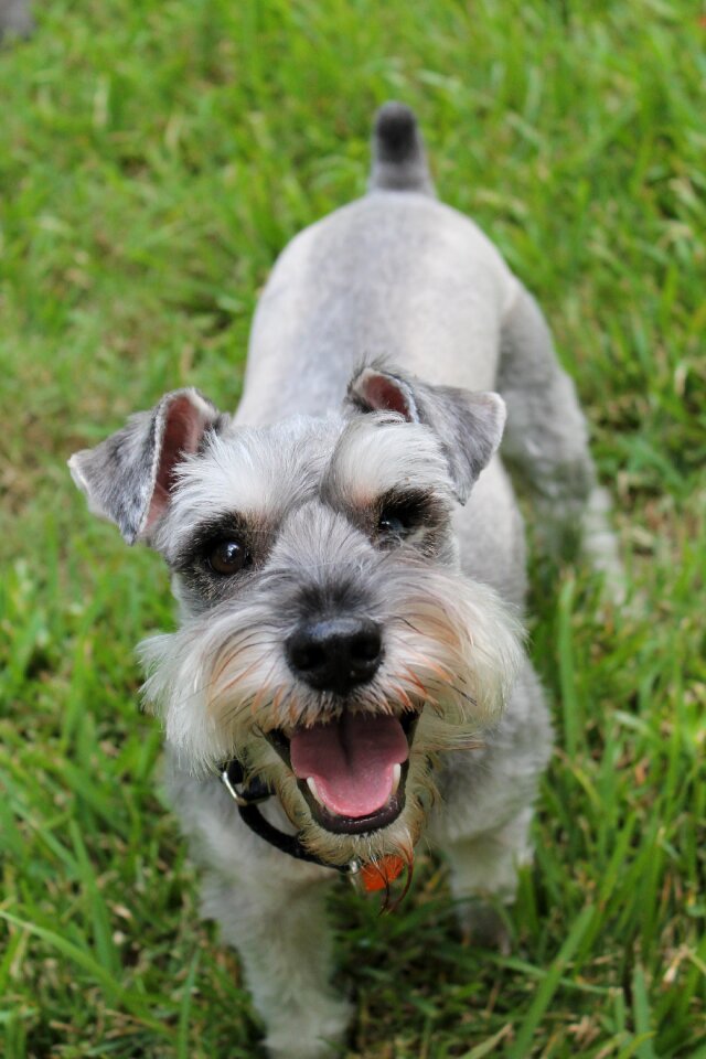 Canine domestic dog