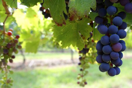 Grapes grapevine macro