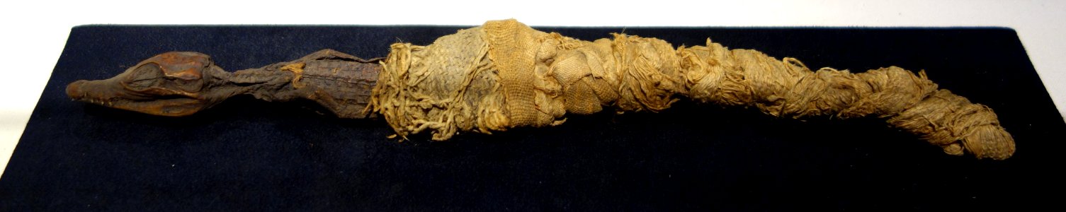 Mummified crocodile, Egypt - Fitchburg Art Museum - DSC08599