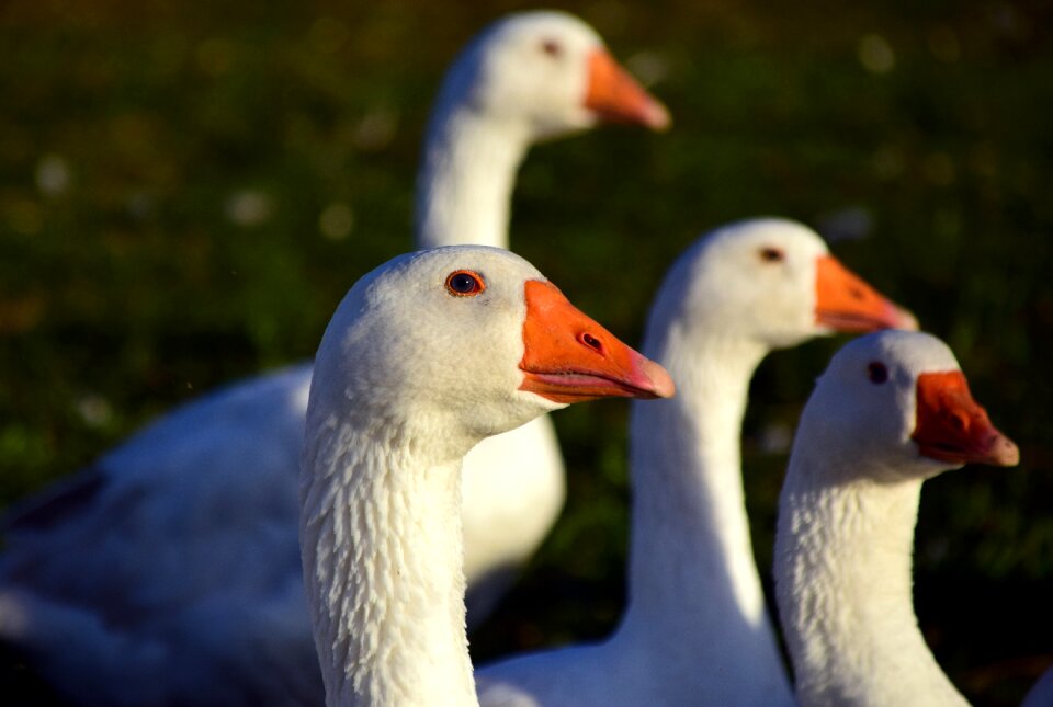 Freewheeling geese feather poultry