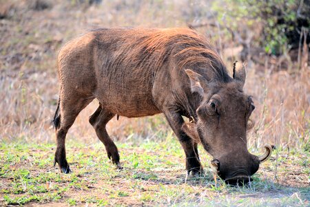 Kruger park south africa wildlife nature