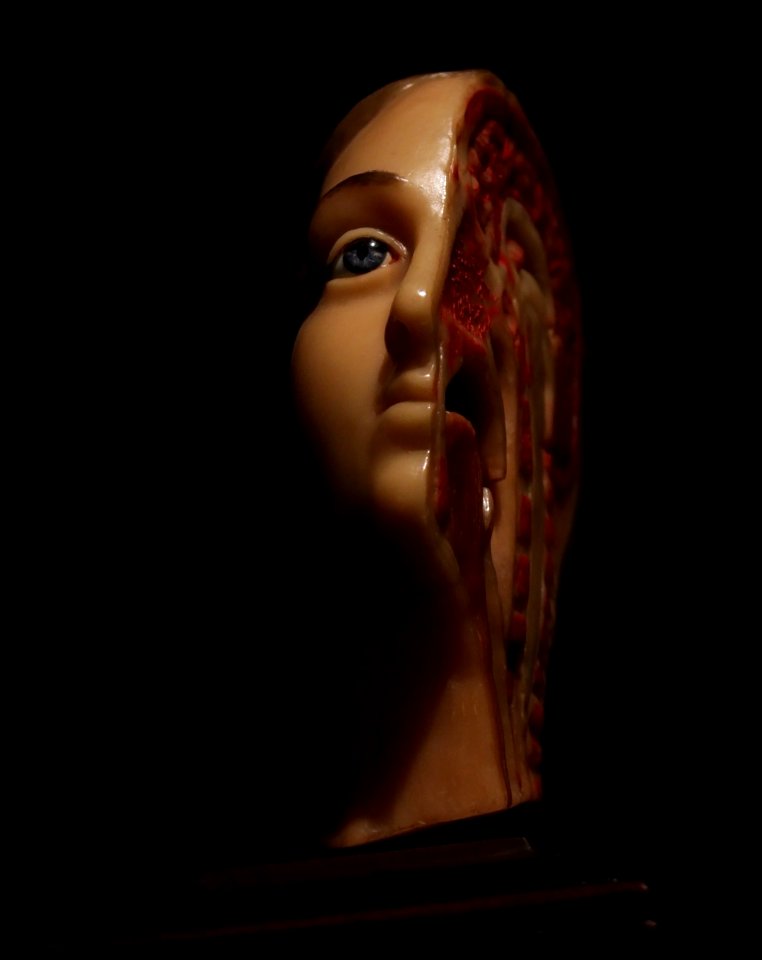 Musée de l'Homme Hémi-tête de femme André-Pierre Pinson 04022018 1