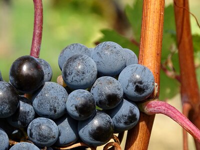 Food fruit grapes