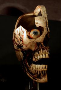 Musée de l'Homme Cire anatomique Hémi-crâne 04022018 1