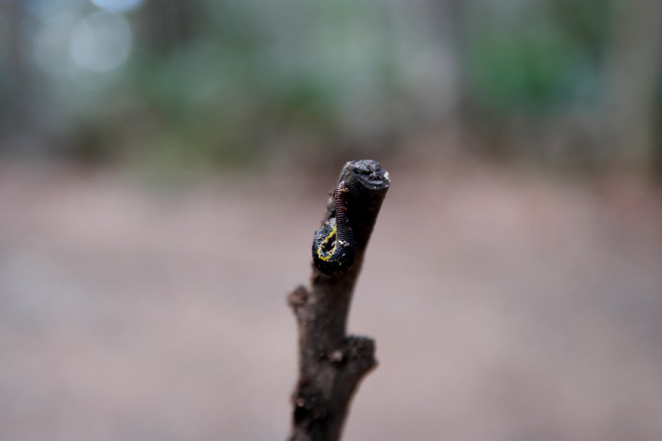 Murramarang National Park 03