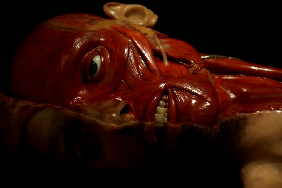 Musée de l'Homme Cire Myologie face et cou Carlo Calenzuoli 04022018 3