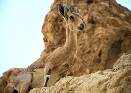 Desert capricorn animal photo