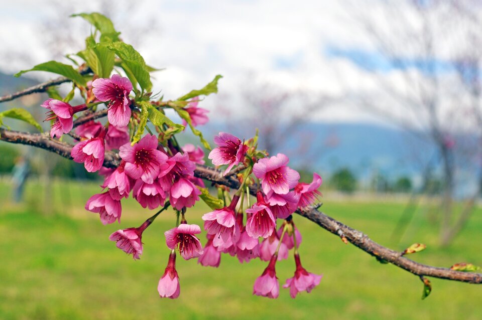 Pink flower red flowers beautiful flower