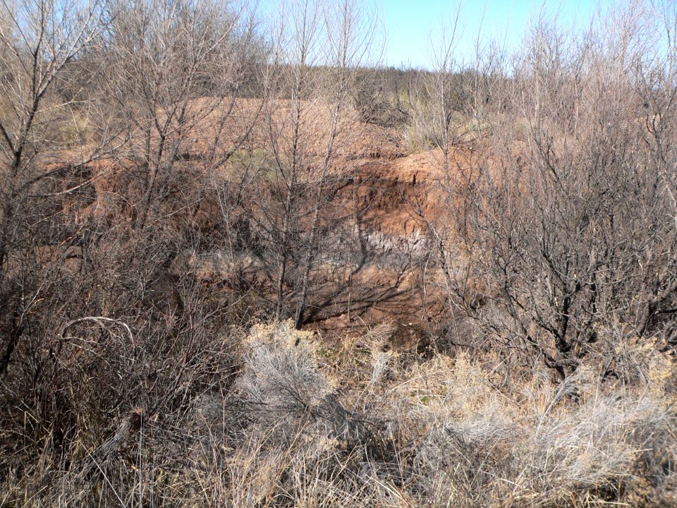 Murray Springs Clovis site, Clanton clay black mat 1