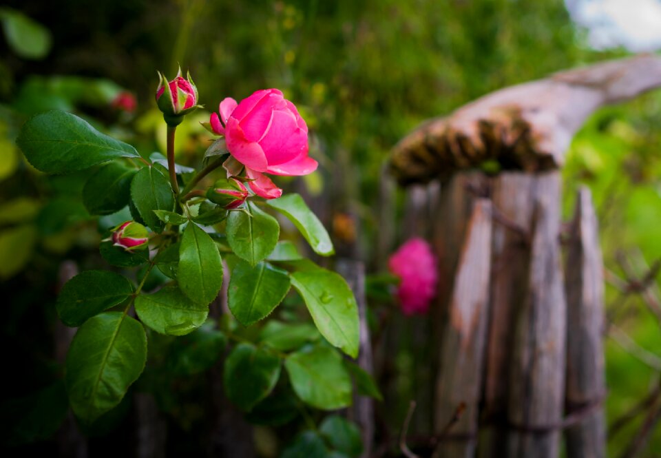 Bloom plant nature