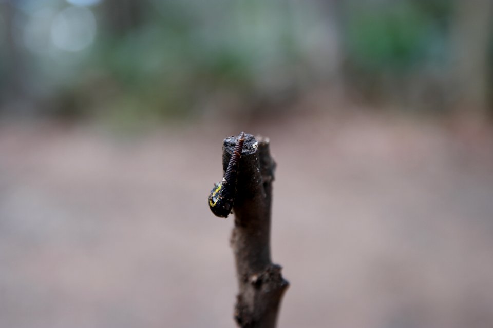 Murramarang National Park 02