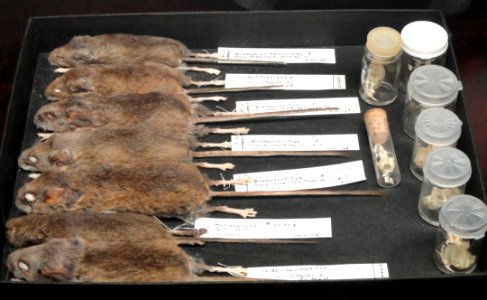 Mouse study collection - Pacific Grove Museum of Natural History - DSC06587
