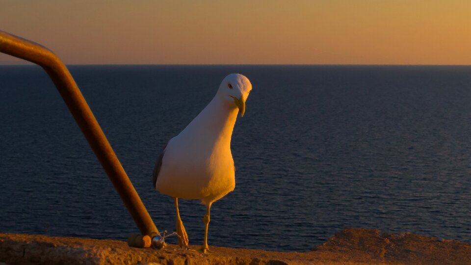 Water bird beach gull species