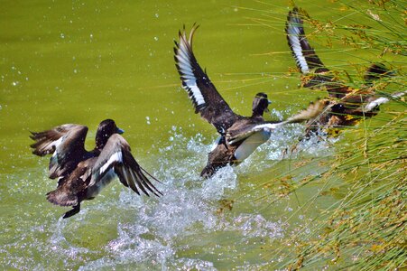 Duck bird pond bird photo