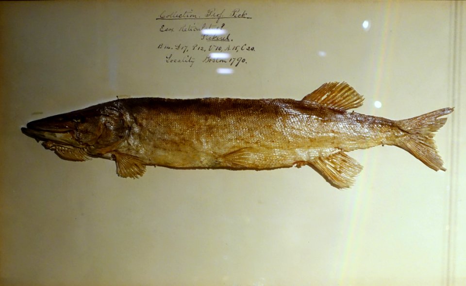 Mounted pickerel, collected from the Charles River, Boston, 1790, by William Dandridge Peck, Professor of Natural History - Putnam Gallery - Harvard University - DSC07904