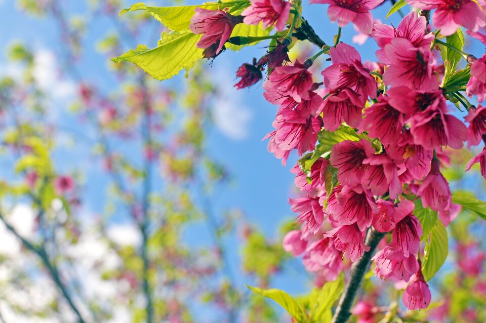 Pink flower red flowers beautiful flower
