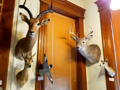 Mounted heads - Pember Library and Museum - Granville, New York - 20180224 143349