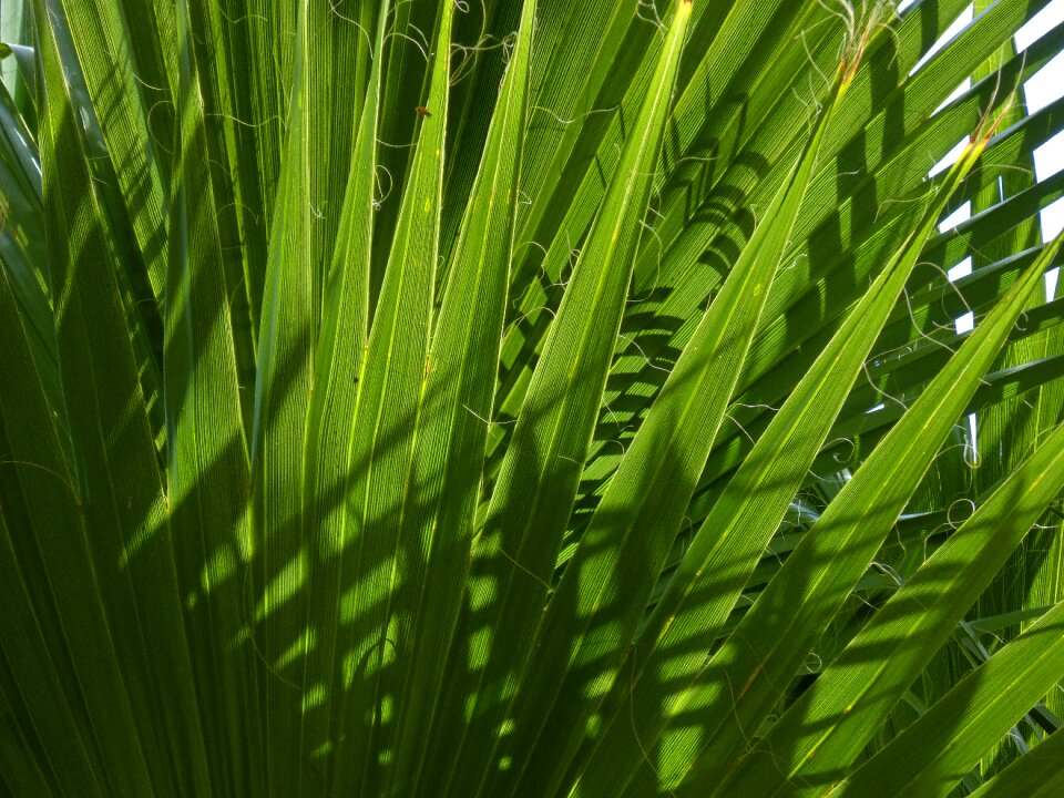Texture light palm tree