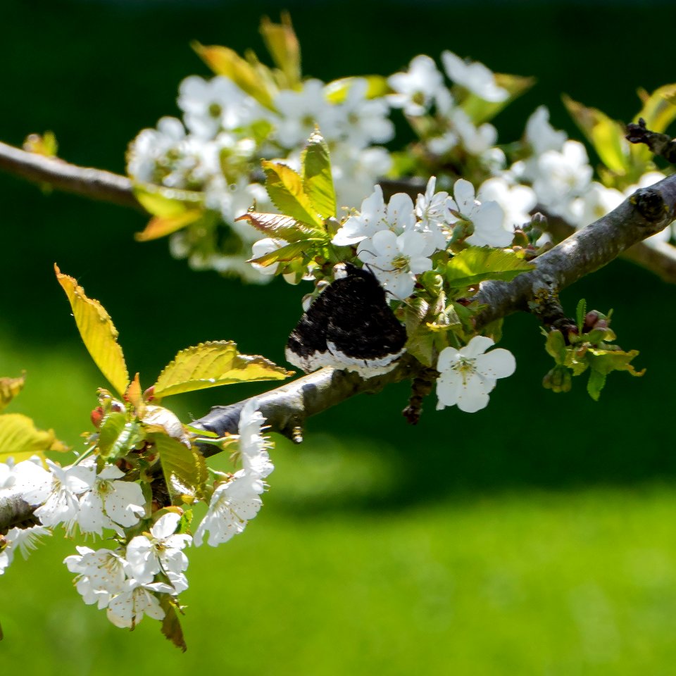 Mourning cloak nectaring on cherry blossoms 3