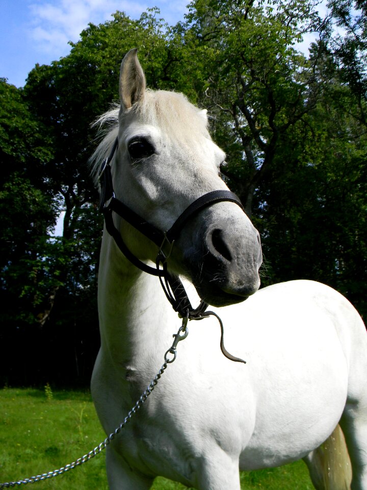 Animal white horse wildlife