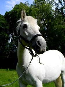 Animal white horse wildlife photo