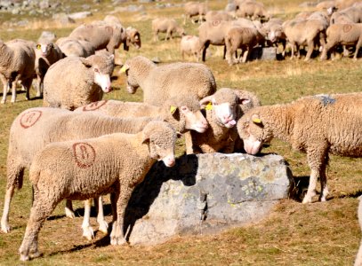Moutons Ubaye 04