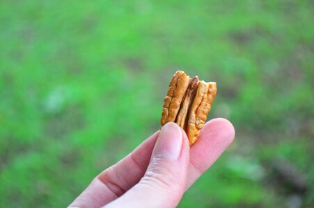 Hanging a nut healthy nut