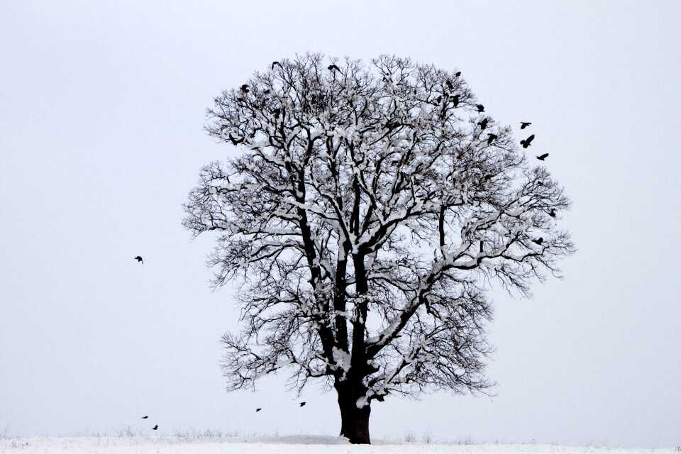 Snow nature landscape